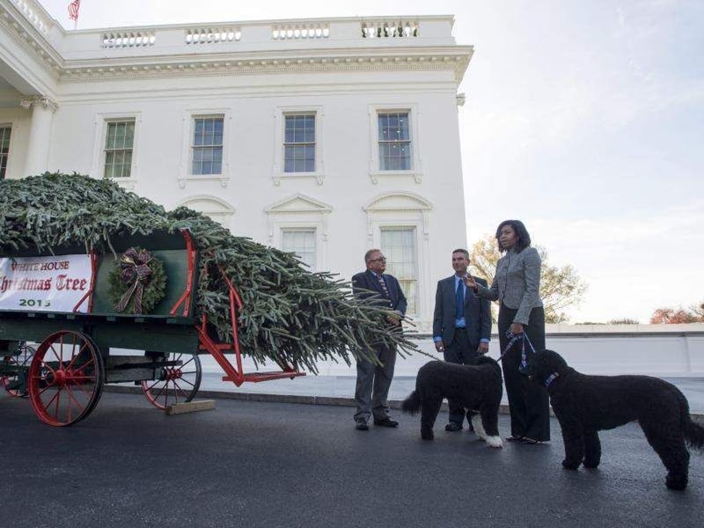 Mit den Familienhunden Sunny und Bo: Michelle Obama nimmt den diesjährigen Weihnachtsbaum des Weißen Hauses entgegen. Foto: EPA/Michael Reynolds