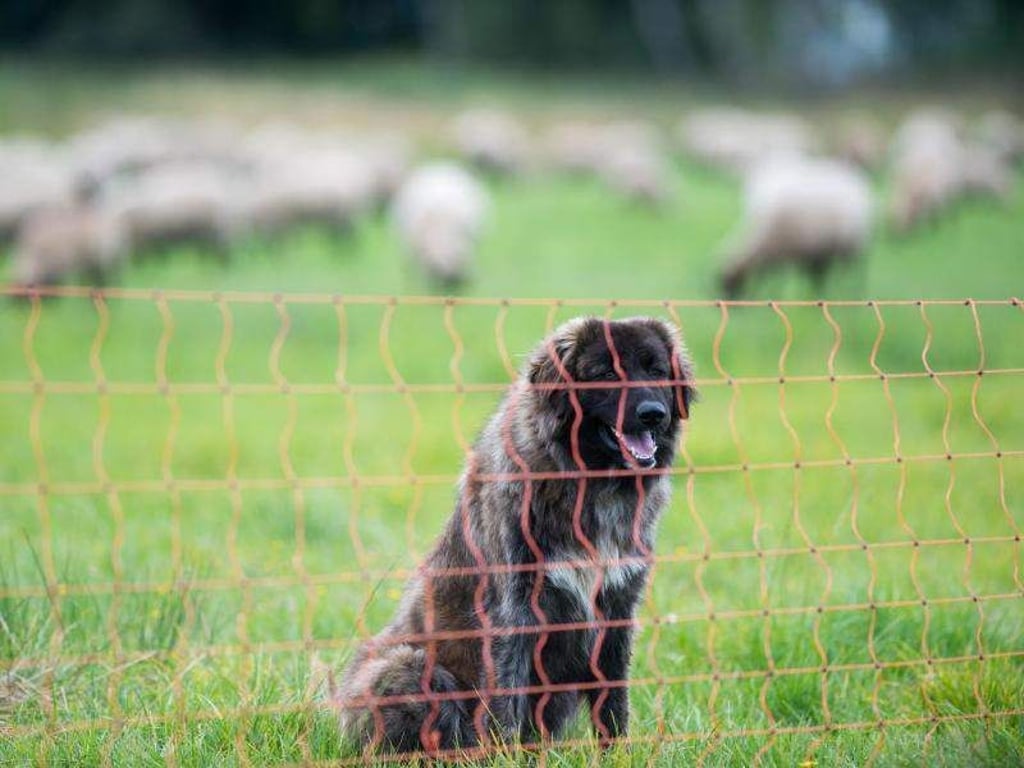Ein Herdenschutzhund sitzt auf einer Weide hinter dem Herdenschutzzaun. Foto: Klaus-Dietmar Gabbert/Archiv