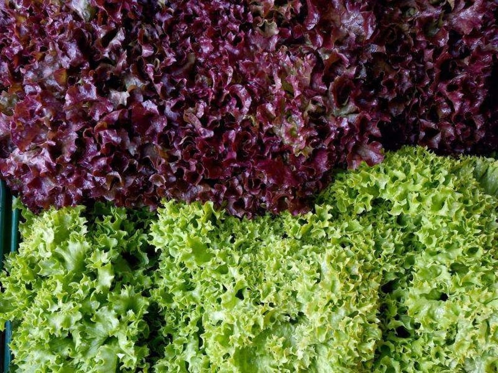 Noch gibt es keinen Salat aus deutschen Gärten. Foto: Holger Hollemann