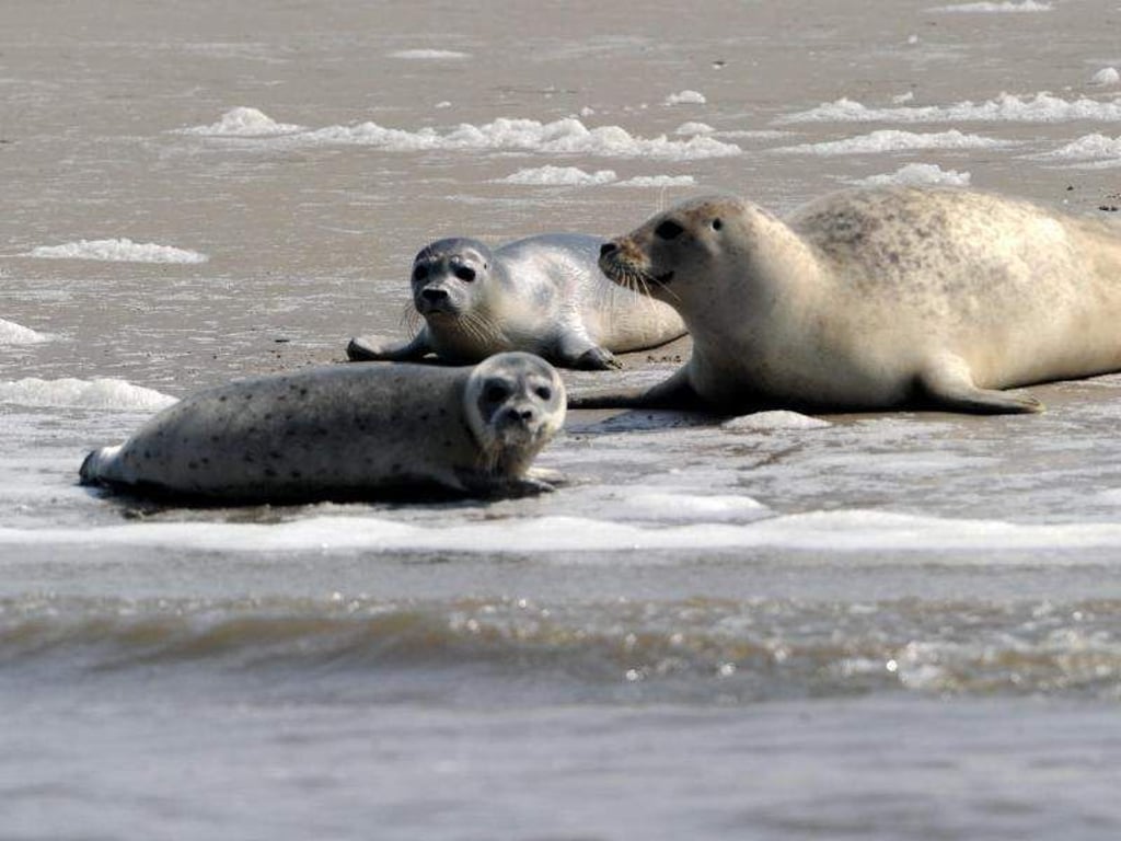 Norderoogsand: Eine Kegelrobbe liegt mit Jungtieren am Strand. Foto: Carsten Rehder