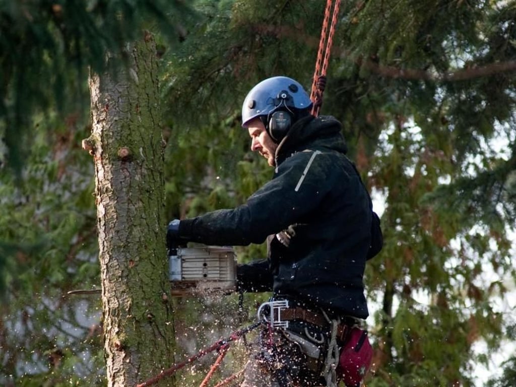 Wer wie Dane-Janusz Wieland direkt im Wald tätig sein möchte, macht am besten eine duale Ausbildung. Zu den Aufgaben der Waldarbeiter gehört es, Bäume zu fällen, Wege zu pflegen oder Schädlinge zu bekämpfen. Die Ausbildung dauert drei Jahre, es geht um Themen wie Waldbegrünung und Natur- und Umweltschutz. Foto: Klaus-Dietmar Gabbert