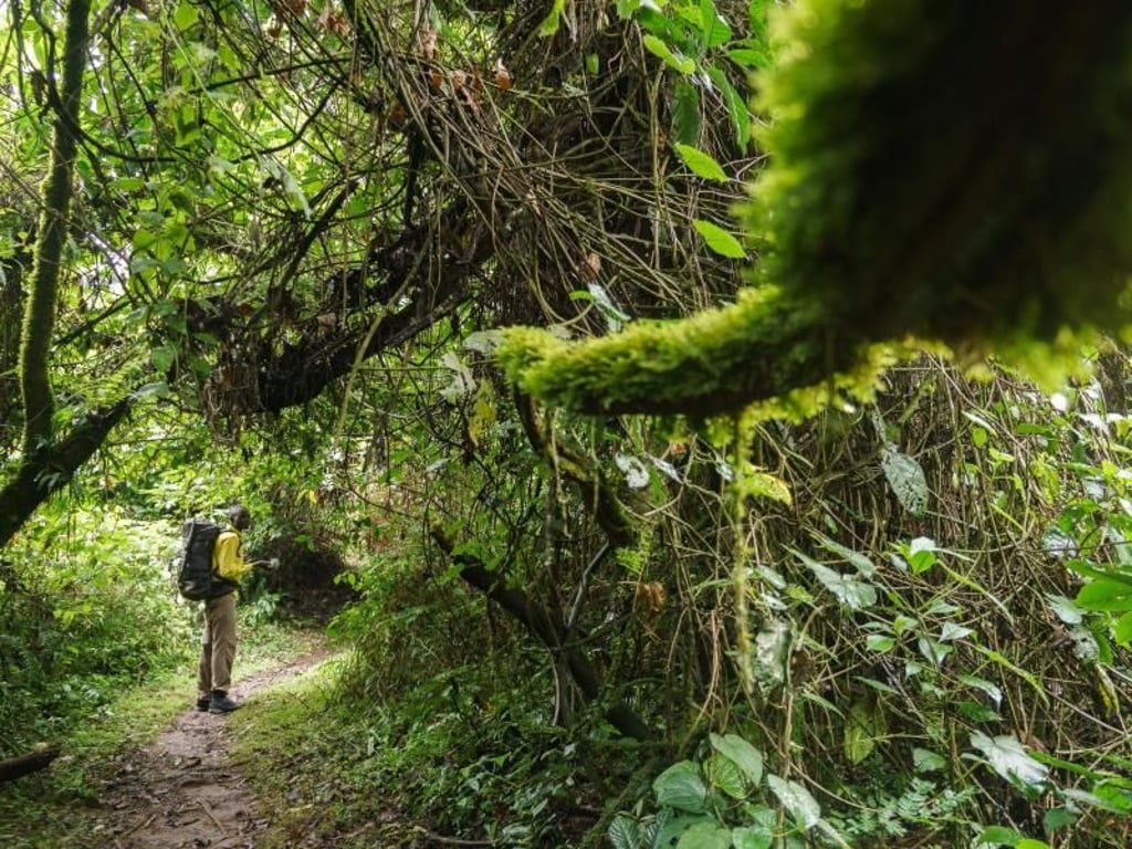 Grüner Dschungel: In der dichten Vegetation des Bergwalds im Ruwenzori-Gebirge wirkt der Mensch klein. Foto: Philipp Laage