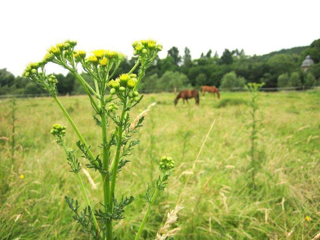 Das Jakobskreuzkraut ist vor allem auf Weiden ein Problem, da es für Pferde giftig ist. Aber auch im Garten macht es sich breit. Foto: Landwirtschaftskammer NRW/Günter Klingenhagen