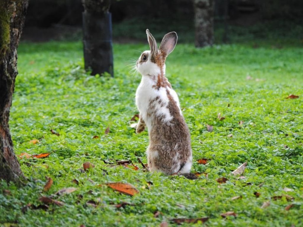 Im Freien lebende Kaninchen brauchen alle sechs Monate eine Kombi-Impfung gegen Virusinfektionen. Foto:
Jennifer Jahns