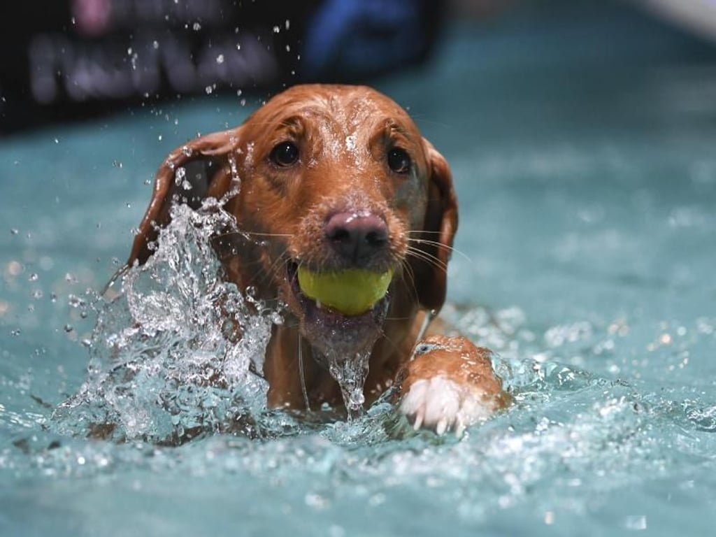 Die Hunde springen ihrem Spielzeug hinterher in den Pool und schnappen es sich. Foto: Ina Fassbender