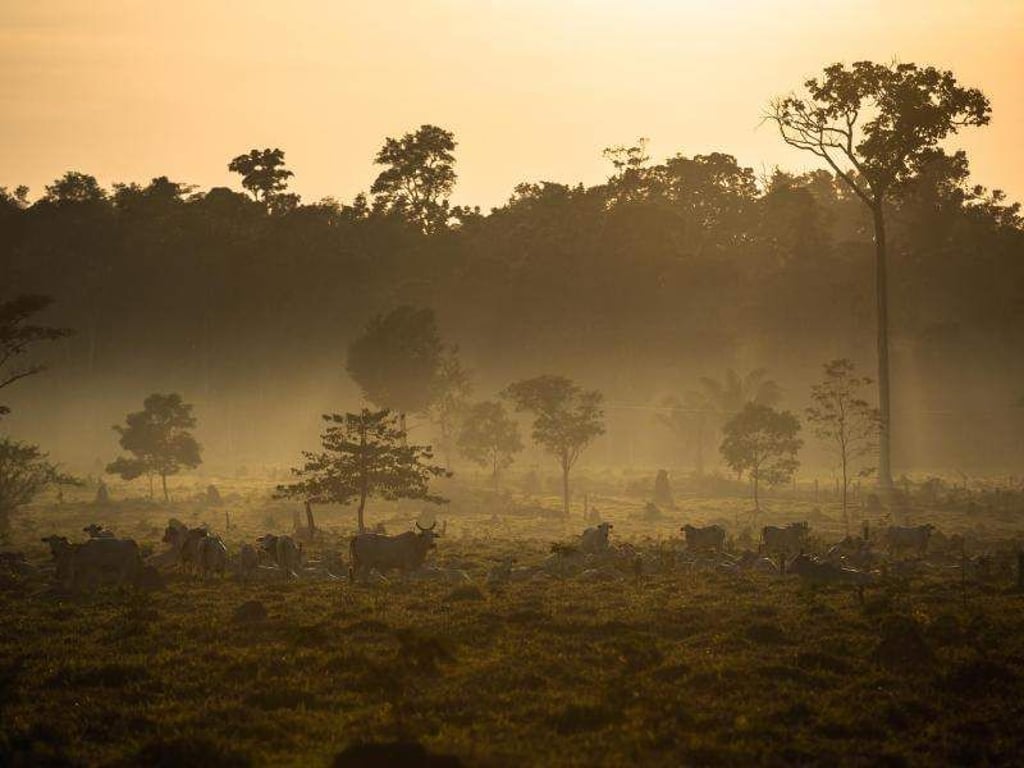 Der Regenwald weicht Weiden im brasilianischen Amazonasgebiet in Mato Grosso. Weltweit sind einer Studie zufolge im vergangenen Jahr zwölf Millionen Hektar an Tropenwald verloren gegangen. Foto: Thiago Foresti/AAAS