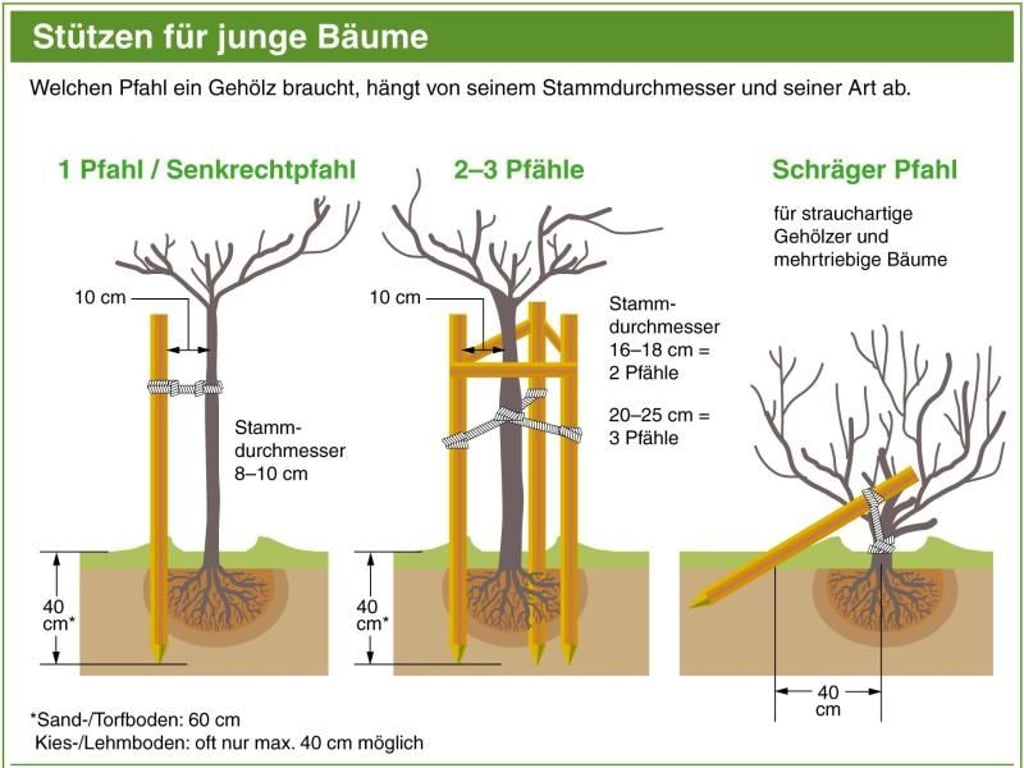 Frisch gesetzte Bäume und große Sträucher brauchen einen oder mehrere Stützpfähle. Wie viele nötig sind, hängt unter anderem vom Stammdurchmesser und der Wuchsart ab. Foto: dpa-infografik
