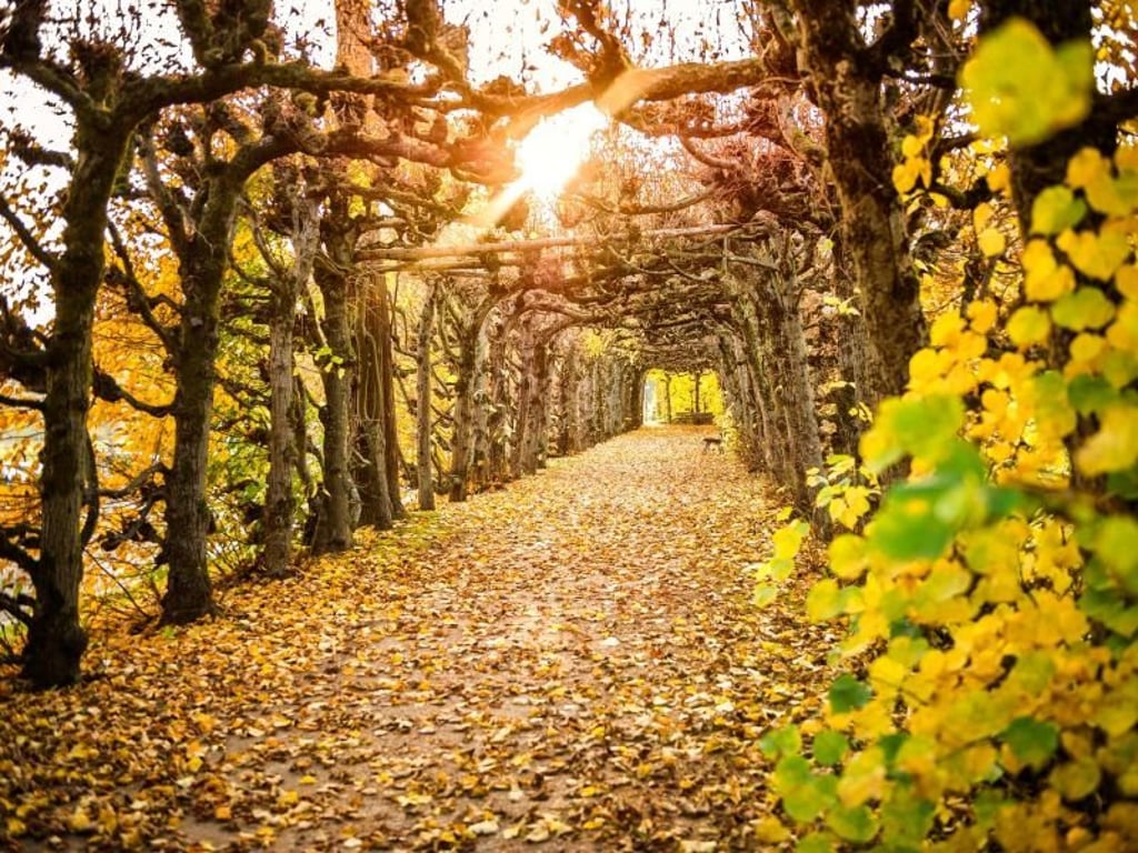 Wandeln unter Herbstgold: Der Kurpark Bad Brückenau ist auch in der dritten Jahreszeit ein besonderes Erlebnis. Foto: Staatl. Kurverwaltung Bad Brückenau