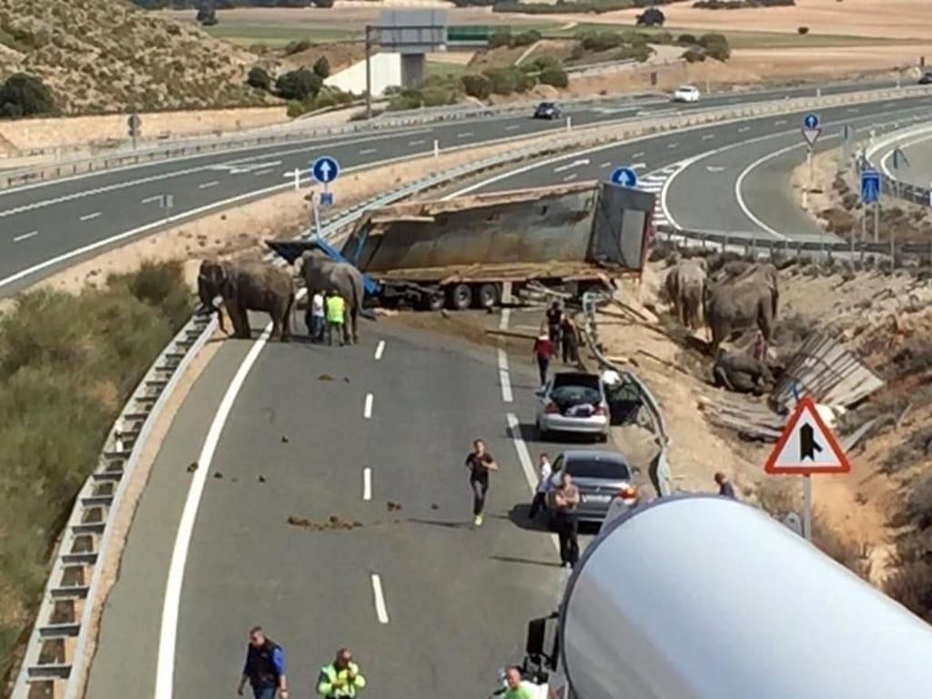 Mehrere zum Teil stark blutende Tiere irrten auf der Fahrbahn umher. Foto: Sepei/Europa Press