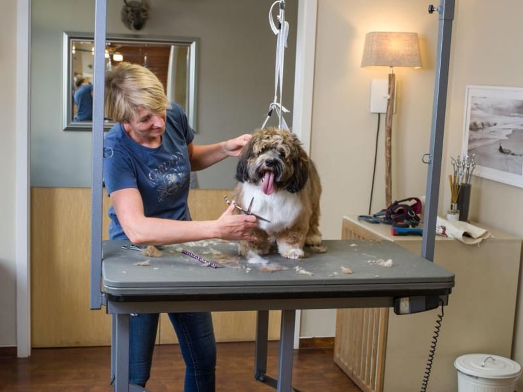 Havaneser haben ein Nebenhaar, das sehr lange wird. Da das Haar leicht verfilzen kann, ist regelmäßiges Bürsten und Schneiden das A und O. Foto: Frank Rumpenhorst