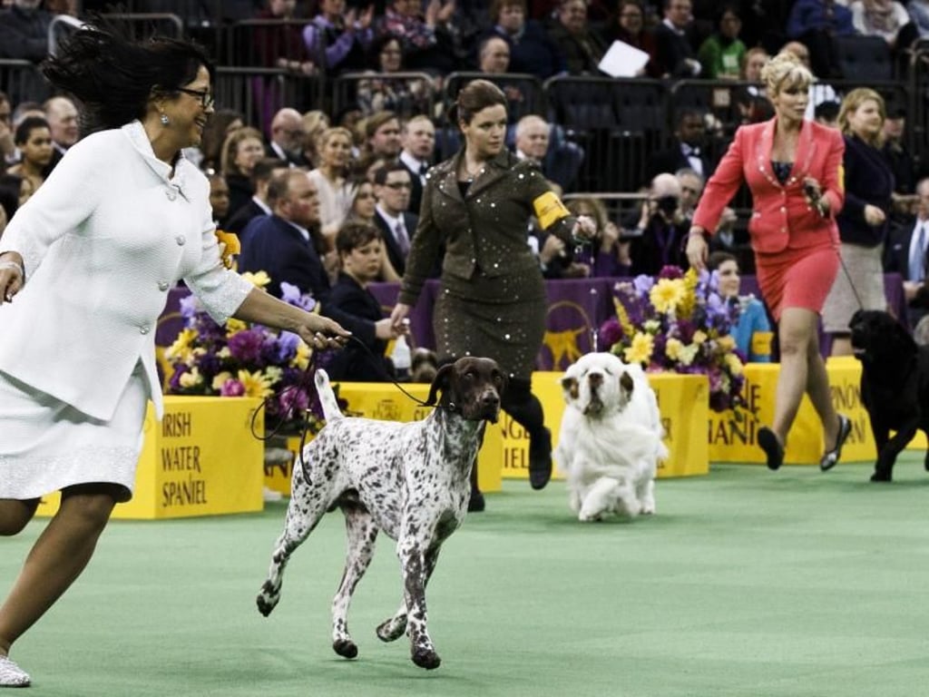 Ja wo lauifen sie denn? Frauchen mit Hunden bei der Westminster Kennel Club Dog Show in New York. Foto: Justin Lane