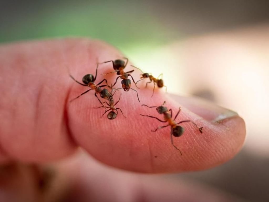 Ameisen übernehmen in der Natur wichtige Funktionen. Foto: Peter Steffen