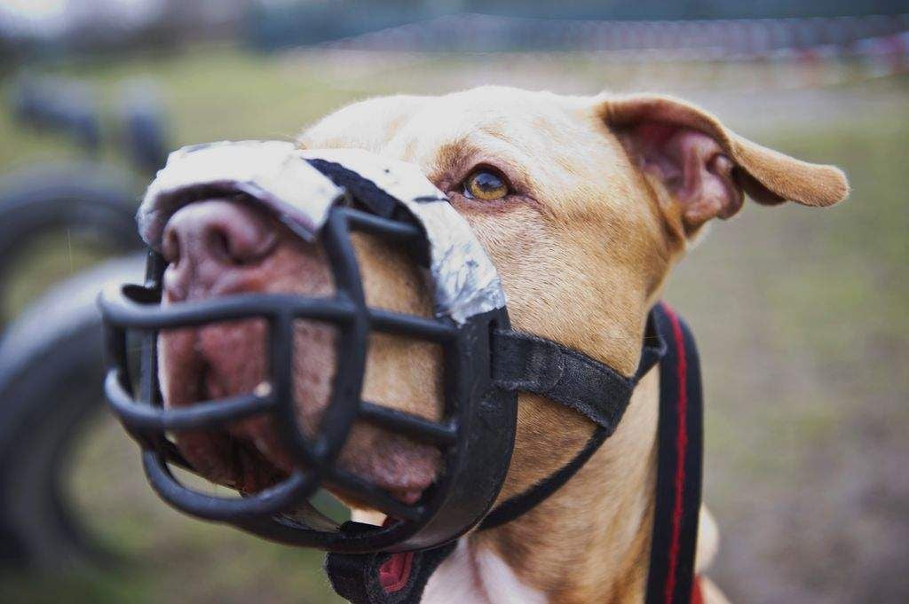 Listenhund Skrek steht am 04.02.2016 auf einem Übungsplatz des Tierheims in Berlin. Das Gesetz über das Halten und Führen von Hunden in Berlin ordnet Shrek als sogenannten Listenhund ein. Als Stafford-Terrier-Mix gehört er zu jenen Tieren, die vom Senat des Landes vor einigen Jahren auf den Index gesetzt wurden und als gefährlich gelten. Foto: Christina Sabrowsky/dpa (zu dpa «Unterwegs mit dem Hund im falschen Fell» vom 21.03.2016) +++(c) dpa - Bildfunk+++ | Verwendung weltweit