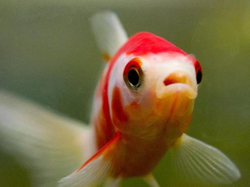 Fühlen sich nicht überall wohl: Kois sind Fische für Kenner. Foto: Franziska Gabbert
