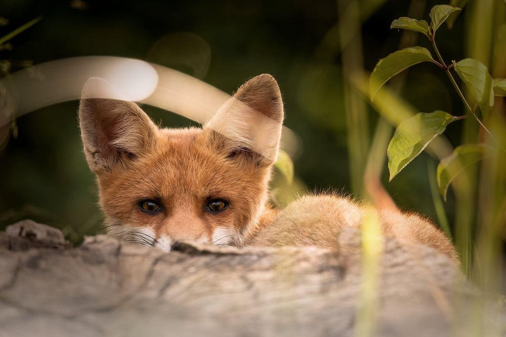 Am Stadtsee in Stendal wurde ein Fuchs gesichtet.
