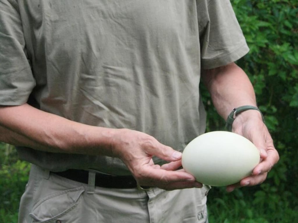 Hermann Kielhorn zeigt ein Nandu-Ei. Der Jäger im Ruhestand weiß, wo man die Tiere in Mecklenburg antrifft. Foto:
Stefan Weißenborn