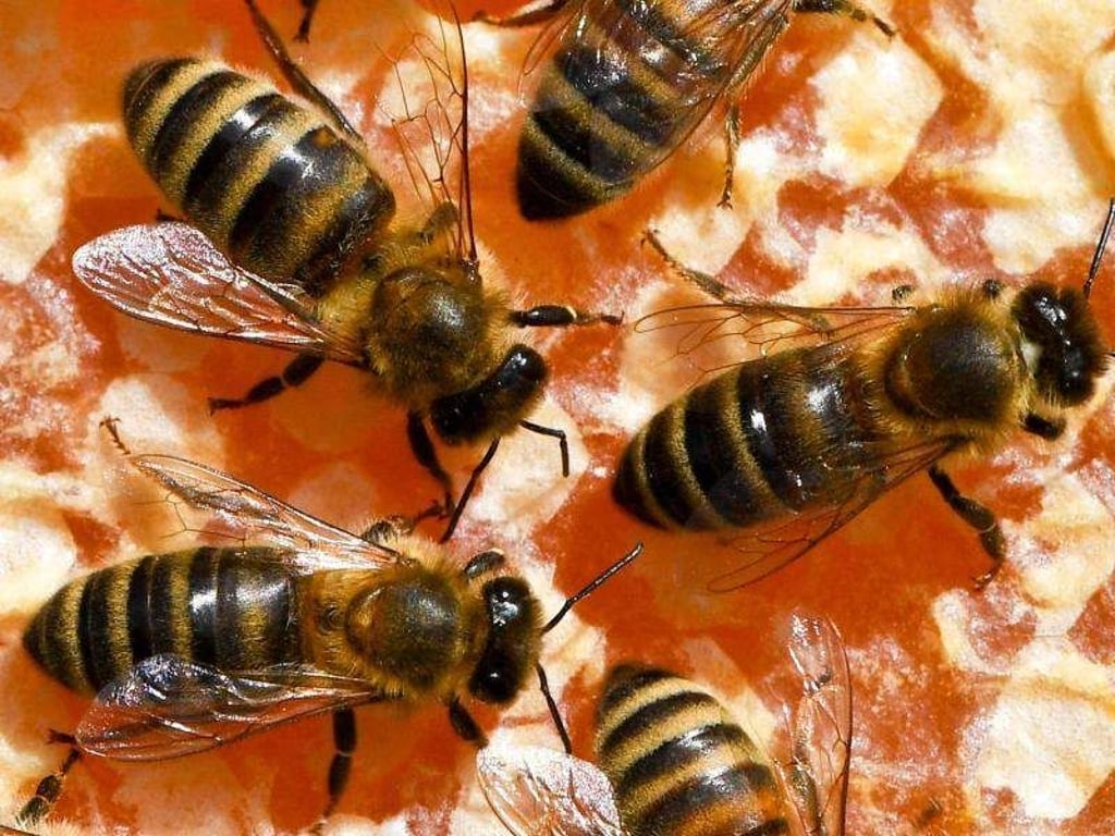 Freilandverbot für bienenschädliche Insektizide? In Brüssel wird abgestimmt. Foto: Jens Kalaene