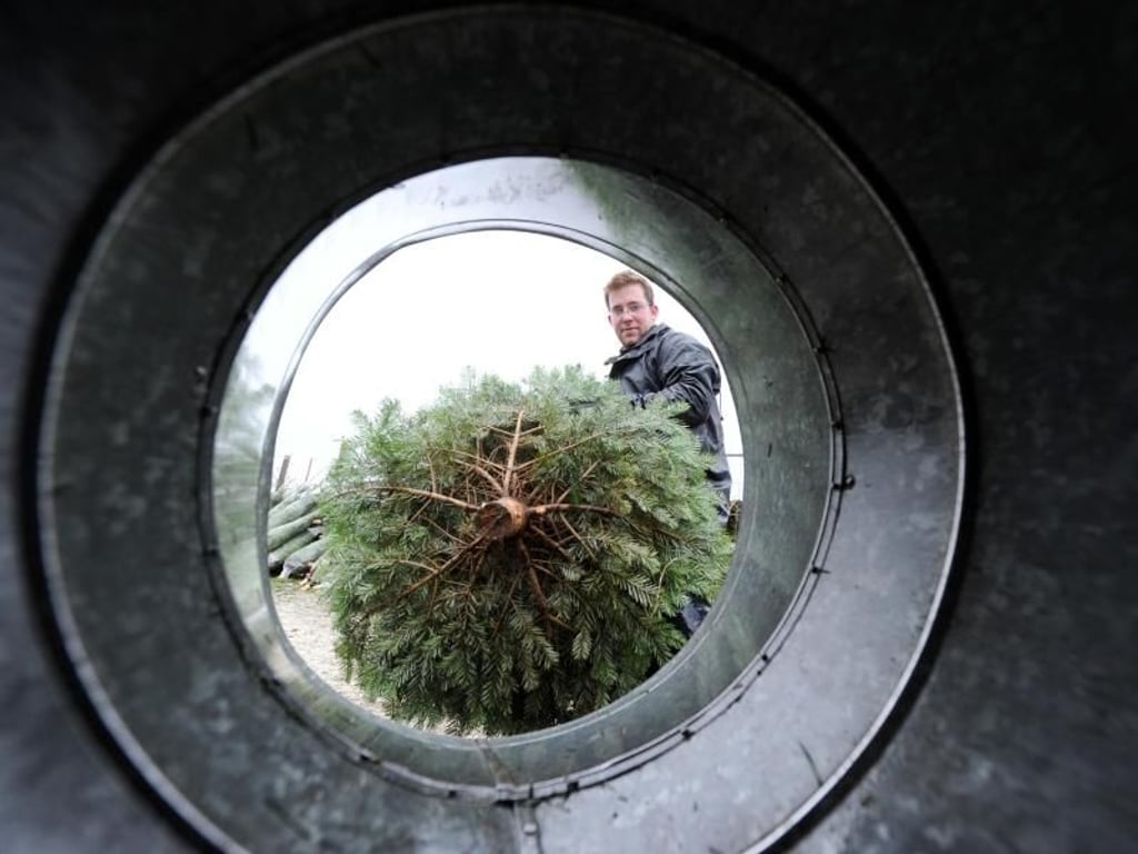 Die meisten in Deutschland zur Weihnachtszeit verkauften Weihnachtsbäume sind Nordmanntannen. Foto: Tobias Hase