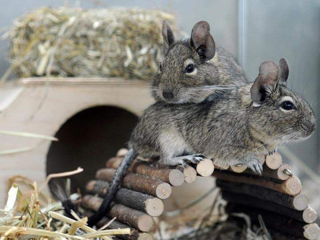 Sind nicht gern allein: Degus sollten mindestens als Pärchen gehalten werden. Foto: Emily Wabitsch/dpa-tmn