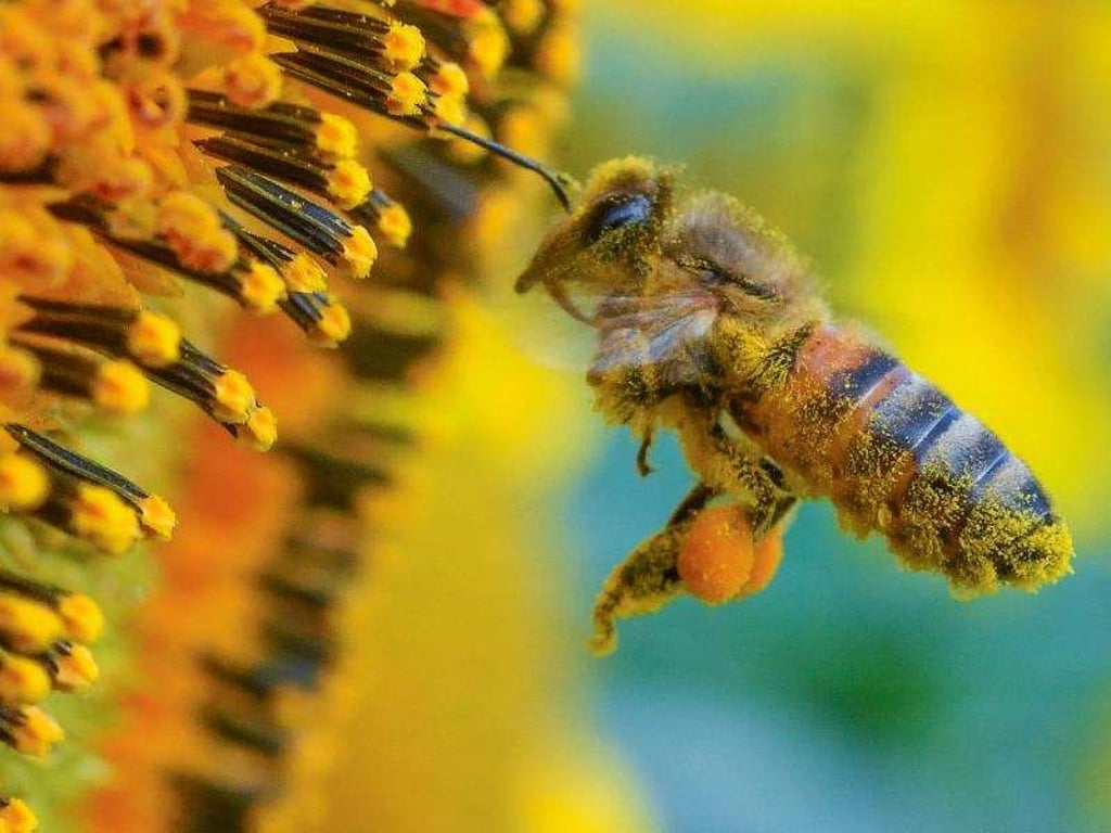 Voll bepackt mit Pollen und Blütenstaub: In Sachsens Städten gibt es immer mehr Bienen. Foto: Patrick Pleul