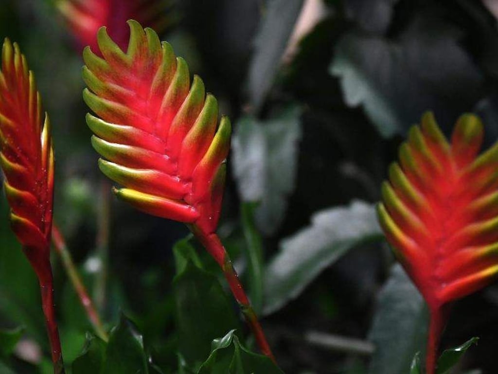 Bromelien stammen ursprünglich aus den Tropen. Foto: Andrea Warnecke/dpa-tmn
