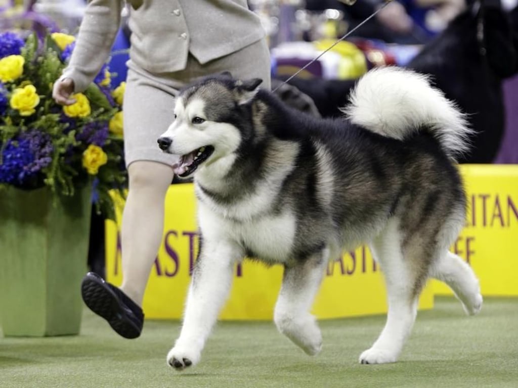 Ein Alaskan Malamute auf der Westminster-Hundeshow. Foto: Frank Franklin Ii