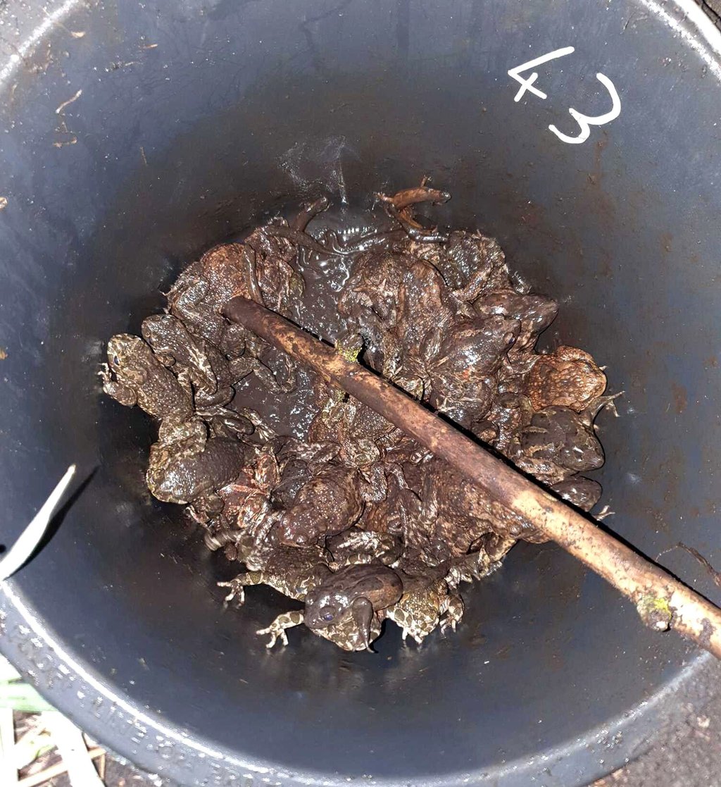 Ein Eimer voller Erd-, Wechsel- und Knoblauchkröten mit zahlreichen Molchen am Krötenzaun.