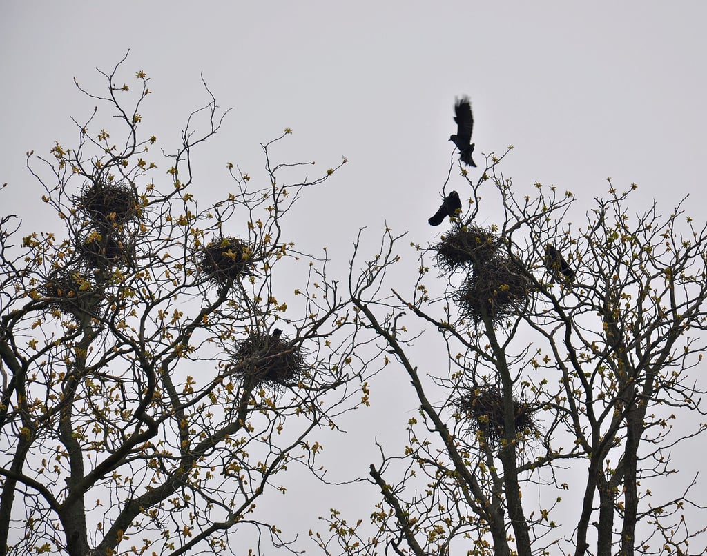 Auf den Bäumen am Osterburger Hain reiht sich Nest an Nest. Nun hat sich die Krähenkolonie auch auf das angrenzende Gelände der Kindertagesstätte „Jenny Marx“ ausgebreitet.