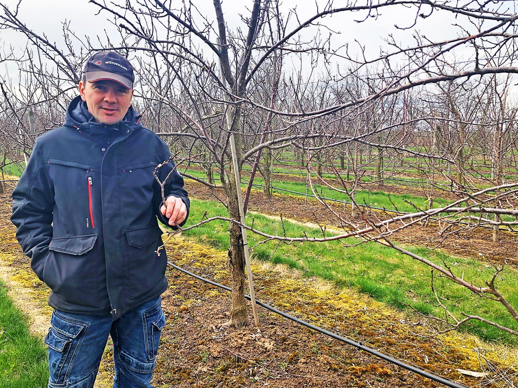Alexander Müller vom Obsthof Müller in Querfurt zeigt in seiner Obstplantage die Aprikosenbäume. Nur wenig weiße Blüten sind daran zu sehen.
