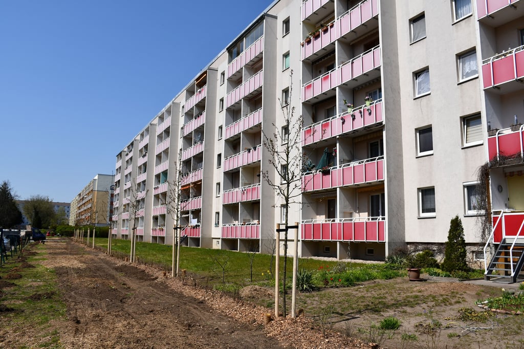 In Magdeburg-Kannenstieg wurden Ersatzbäume gepflanzt.