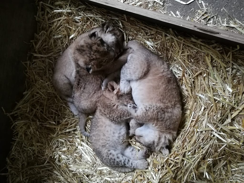 Der Zoo Leipzig freut sich über zwei Katzen und zwei Kater.