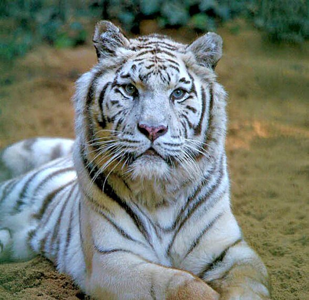 Die weiße Tigerin Kimmy Foto: Archiv/Gehrmann