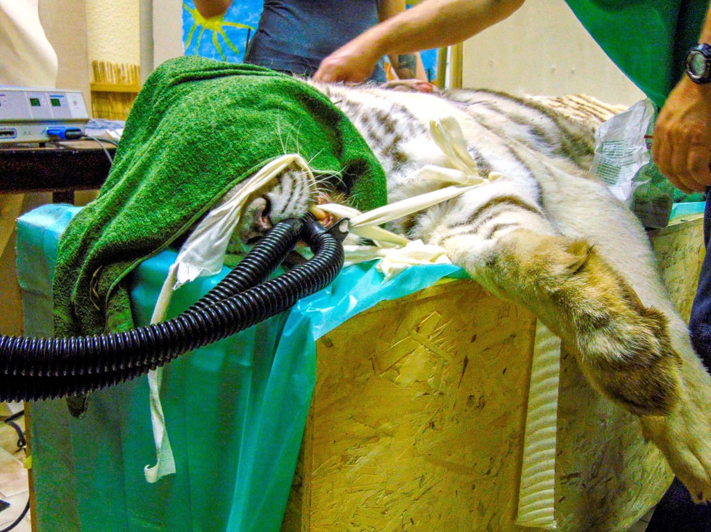 Kimmy, die weiße Tigerin aus dem Zoo Aschersleben, wird operiert. Der Zwölfjährigen wird ein Tumor aus der Schulter entfernt.