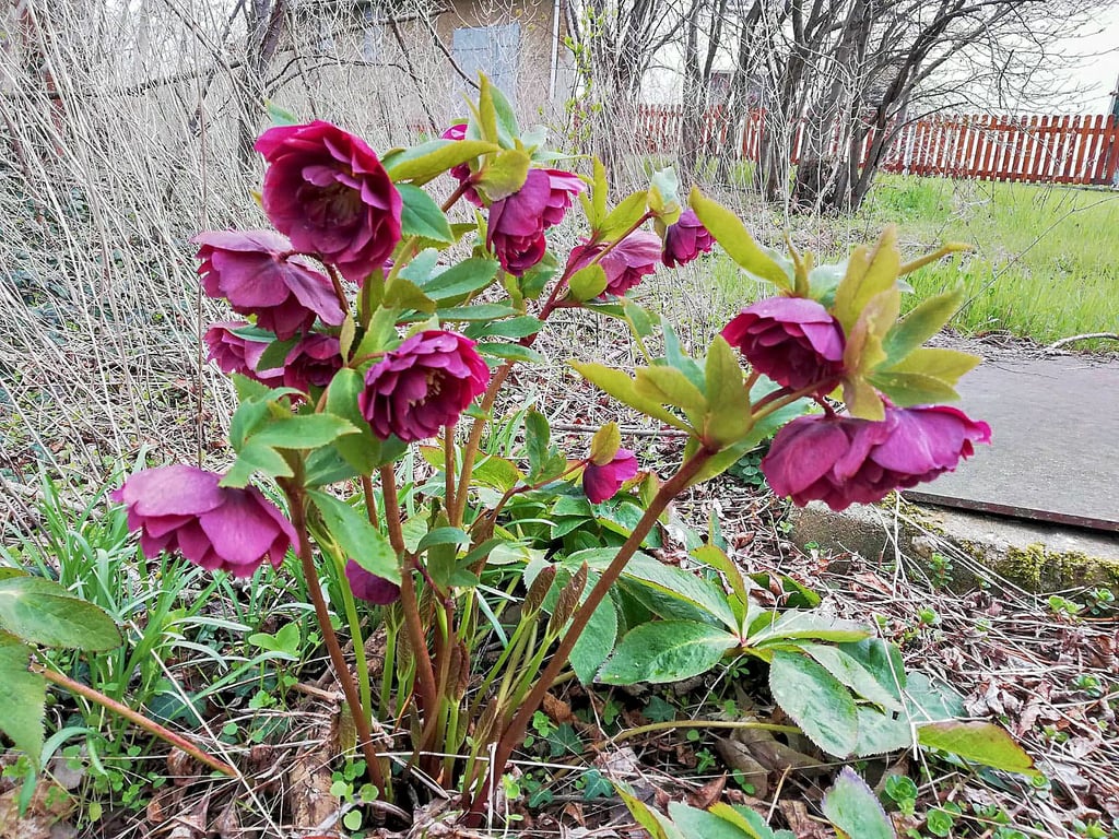 Christrosen zeige sich in diesen Tagen in schönster Blüte. Sie gehören zu den ersten Blumen im Garten und mögen schattige Plätze.