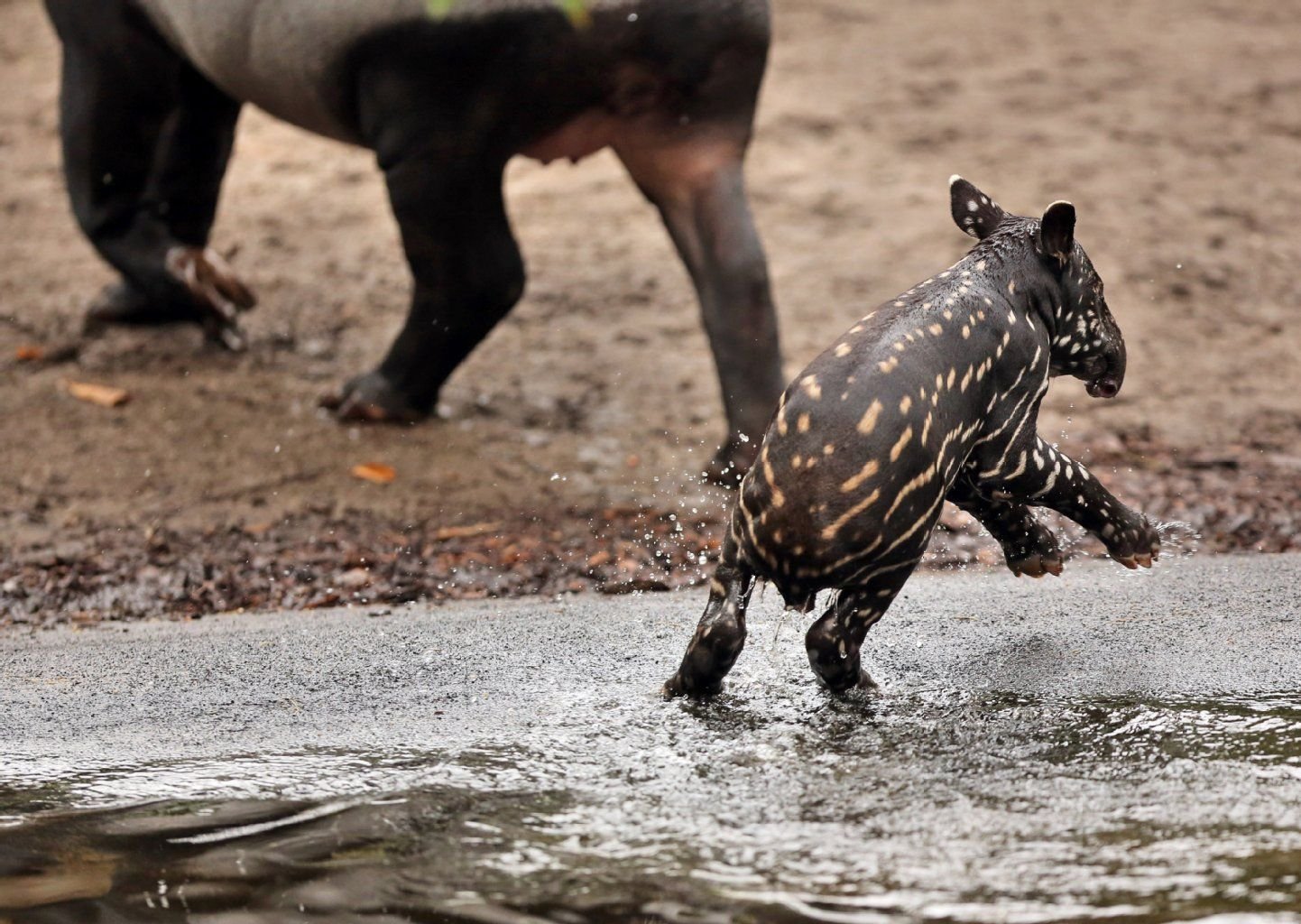 Ein junger Schabrackentapir springt aus einem Waserbecken im "Gondwanaland" im Zoo in Leipzig (Sachsen).