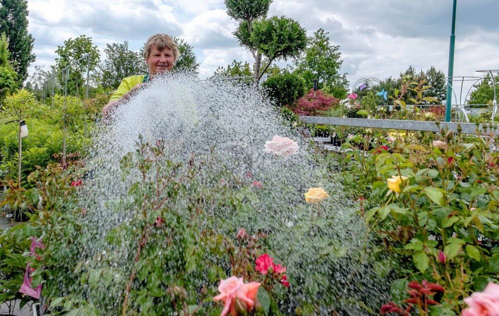 Ein Schauer für die Rosen in der Gärtnerei Möbius. Ohne Regen hilft nur der Mensch gegen Trockenheit.