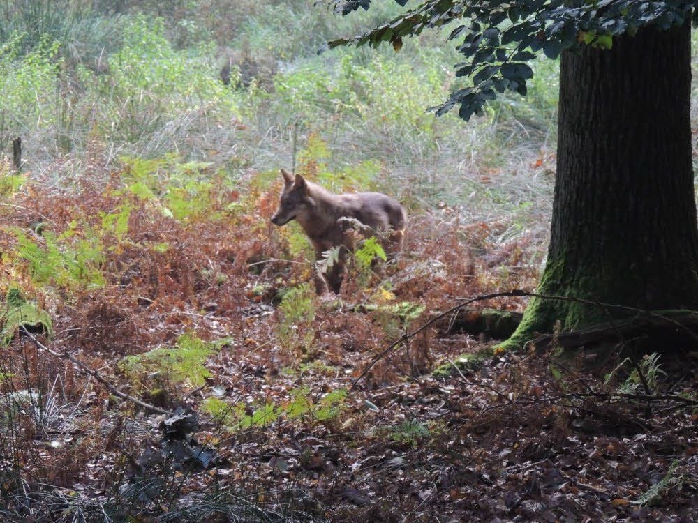 Die Welpen wurden 2014 geboren.
