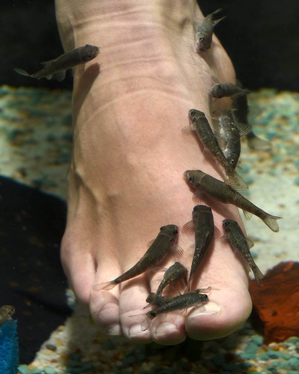 Saugbarben bei der Arbeit: Die kleinen Fische entfernen Hornhaut.