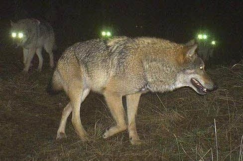 Vom Landesforstbetrieb aufgestellte Fotofallen haben Wölfe aufgenommen.