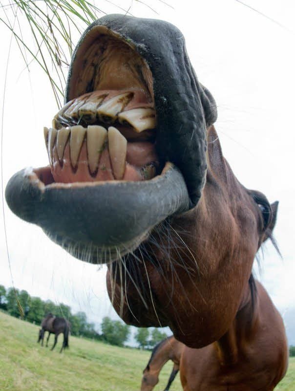 Ein Pferd als Konsul? Klingt wie ein Scherz, wurde im alten Rom aber fast Wirklichkeit. Eigene Dienstboten hatte das Lieblingspferd Caligulas bereits, den Posten bekam es dann aber doch nicht.