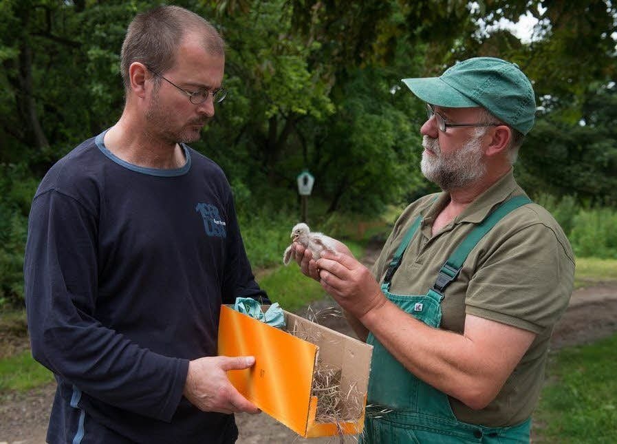 Eckhard Kartheuser (rechts), Mitglied im Arbeitskreis zum Greifvogel- und Eulenschutz in Sachsen-Anhalt, und Torsten Süß versuchen, das Tier einer anderen Mutter ins Nest zu legen.