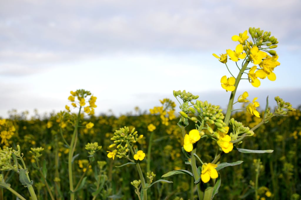 Die ersten Rapsblüten haben sich bereits geöffnet wie hier auf einem Feld zwischen Bias und Steutz. Ob die Erträge wie 2020 leicht ansteigen, bleibt abzuwarten.