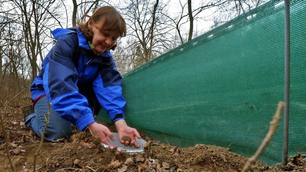 Eva Beyer, Leiterin des Fachdienstes Natur und Umwelt des Salzlandkreises, kontrollierte gestern den Krötenzaun am Gondelteich.