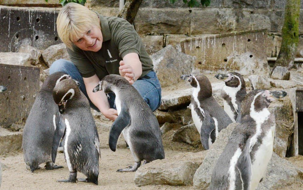 Sie kennt jeden Pinguin mit Namen Und wenn Cornelia Spretke ins Gehege tritt, dann kommen sie gleich angewatschelt. Zur „Weißen Zoonacht“ erzählt die Tierpflegerin um 20 Uhr Interessantes und Kurioses aus der Welt der schwarzbefrackten Vögel.