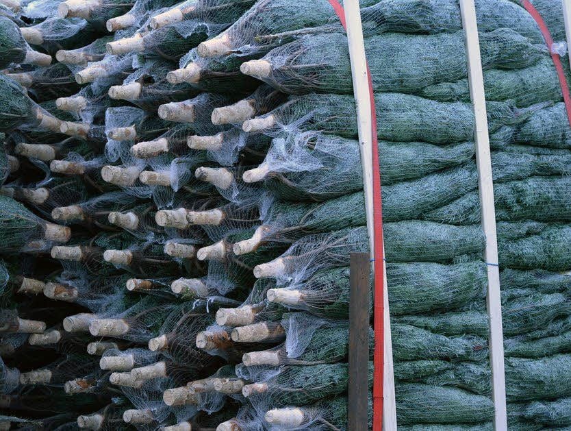 Weihnachtsbäume liegen zum Verkauf bereit.