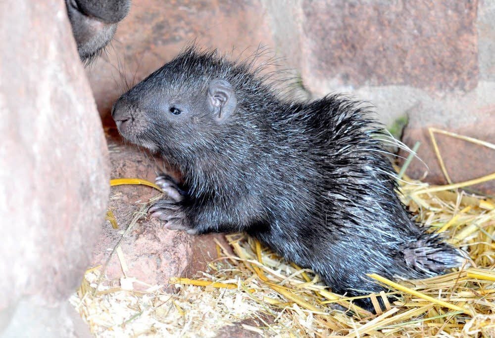 Dieses kleine Stachelschwein-Baby erblickte am 5. März das Licht der Welt im Tierpark Petersberg.