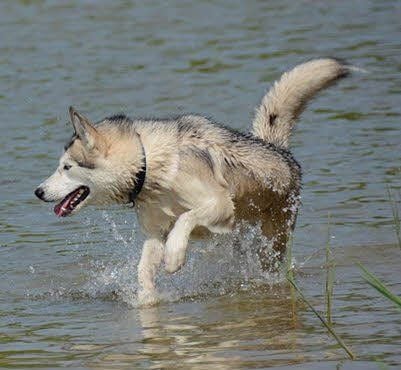 Die Siberian Husky-Hündin Taira