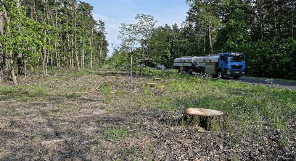 An der B184 zwischen Roßlau und Zerbst sind die Bäume in Größenordnungen verschwunden. Unter anderem um Gefahren zu mindern.