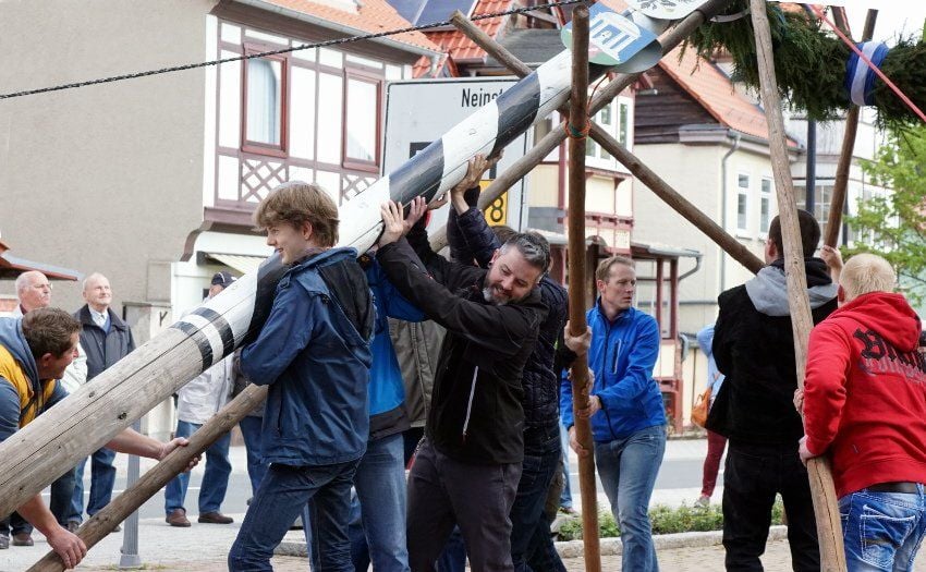 Der Maibaum wird gemeinsam in Bad Suderode aufgestellt.