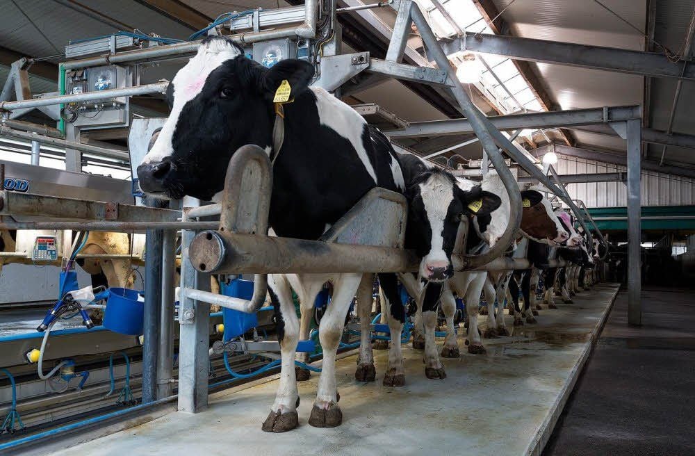 Die Kühe der Agrargenossenschaft Querfurt werden zweimal am Tag in den Melkstand geführt.